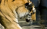 Tiger Фото обои (5) #17