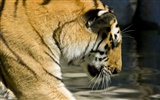 Foto Wallpaper Tigre (5) #17