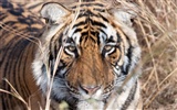 Tiger Фото обои (5) #18