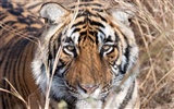 Foto Wallpaper Tigre (5) #18