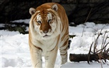 Tiger Photo Wallpaper (5) #19