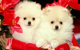 1600 dog photo wallpaper (3) #2