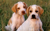 1600 собака фото обои (3) #4