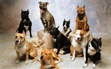 1600 Hund Fototapete (3) #12