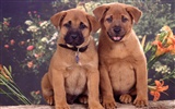 1600 собака фото обои (3) #14