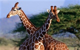 albums wallpaper Girafe