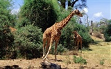 albums wallpaper Girafe #2