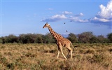 albums wallpaper Girafe #3