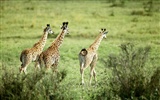 Giraffe Wallpaper Alben #8