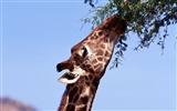 Giraffe Wallpaper Alben #9