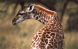 albums wallpaper Girafe #10