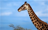 Giraffe Wallpaper Alben #11