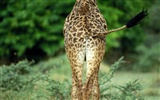 Giraffe Wallpaper Alben #12