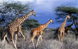 Giraffe Wallpaper Alben #13