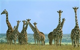 albums wallpaper Girafe #14