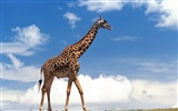 Giraffe wallpaper alba #27554