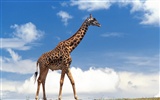 Giraffe Wallpaper Alben #15