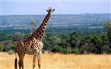 Giraffe Wallpaper Alben #17