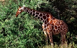 Giraffe Wallpaper Alben #18