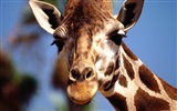 Giraffe Wallpaper Alben #19