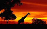 albums wallpaper Girafe #20