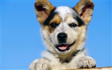 1600 fonds d'écran photo de chien (4)