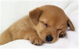 1600 dog photo wallpaper (4) #3