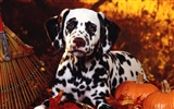 1600 dog photo wallpaper (4) #4