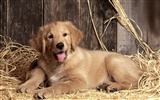 1600 dog photo wallpaper (4) #6