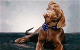 1600 dog photo wallpaper (4) #10
