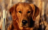 1600 fonds d'écran photo de chien (4) #14