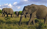 Elephant Photo Wallpaper #2