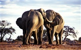 코끼리 사진 바탕 화면 #3