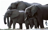 Elephant Photo Wallpaper #7