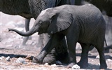 Elephant Photo Wallpaper #8