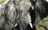 코끼리 사진 바탕 화면 #11