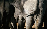 Elefante Foto Wallpaper #20