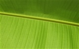 외국 사진 녹색 잎의 벽지 (1) #9
