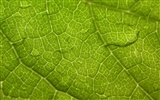 외국 사진 녹색 잎의 벽지 (1) #16