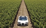 Bugatti Veyron 布加迪威龙 壁纸专辑(三)3
