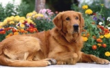 1600 dog photo wallpaper (5)