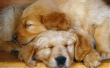 1600 dog photo wallpaper (5) #2