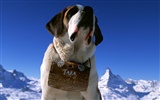 1600 fonds d'écran photo de chien (5) #12