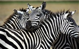 Zebra Foto Wallpaper #2