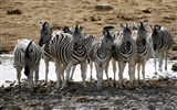 Zebra Foto Wallpaper #3