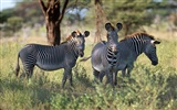 Zebra Photo Wallpaper #4