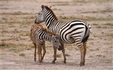 Zebra Foto Wallpaper