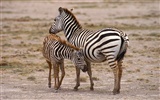 Zebra Photo Wallpaper