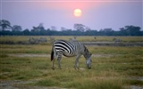 Fond d'écran photo Zebra #8