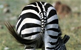 Fond d'écran photo Zebra #9